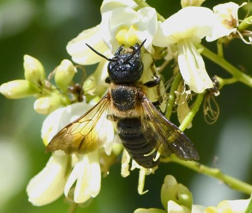 Megachile sculpturalis